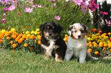 BERGER AUSTRALIEN PUPPIES 853